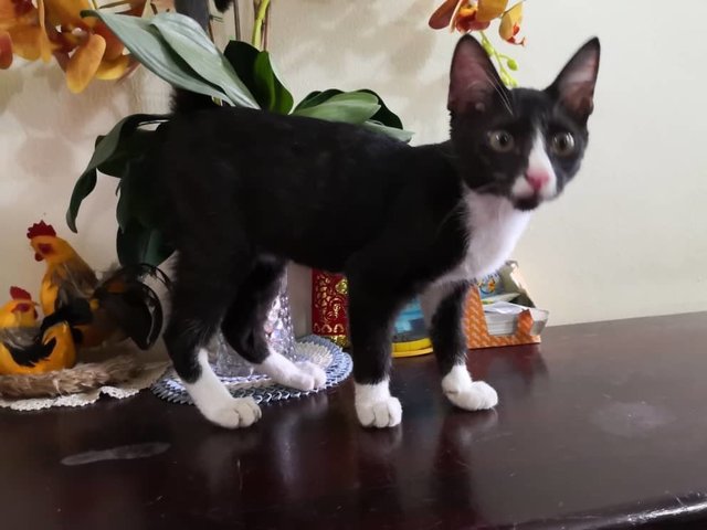 Oreo Cat - Domestic Short Hair Cat