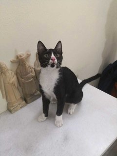 Oreo Cat - Domestic Short Hair Cat