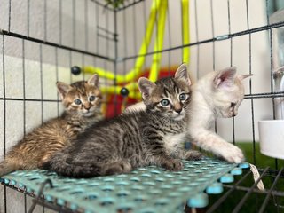 Jumper + Kittens - Domestic Short Hair Cat