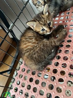 Jumper + Kittens - Domestic Short Hair Cat