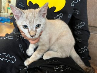 Jumper + Kittens - Domestic Short Hair Cat