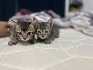 Gucci's Family - Domestic Medium Hair Cat