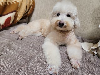 Tina - Poodle Dog