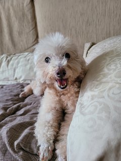 Tina - Poodle Dog