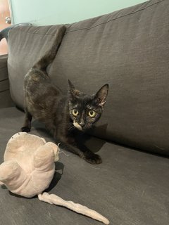 Luna - Domestic Short Hair Cat