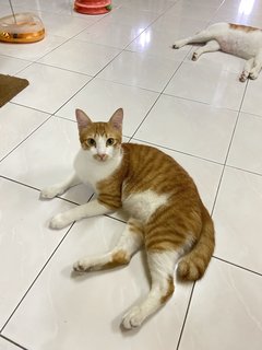 Alang And Eden - Domestic Short Hair Cat