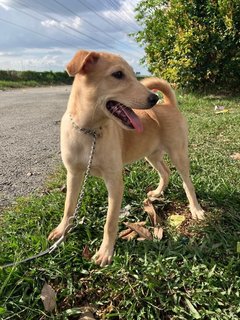 Olive  - Mixed Breed Dog