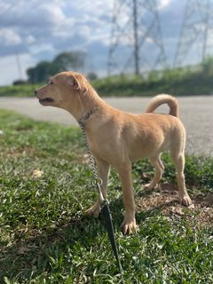 Olive  - Mixed Breed Dog