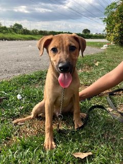 Benjamin - Mixed Breed Dog