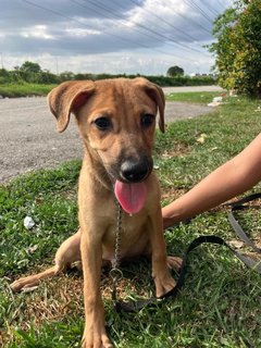 Benjamin - Mixed Breed Dog