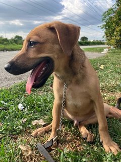 Benjamin - Mixed Breed Dog