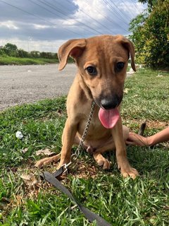 Benjamin - Mixed Breed Dog