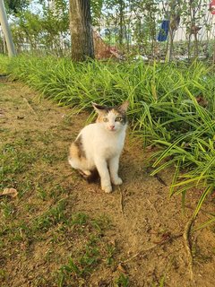 Anna - Domestic Long Hair Cat