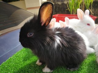 Lionhead Mix Nd Rabbit - Lionhead Rabbit