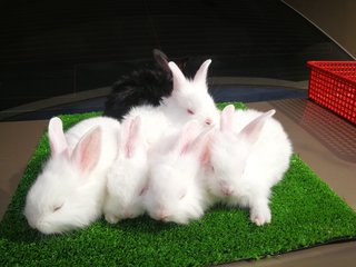 Lionhead Mix Nd Rabbit - Lionhead Rabbit