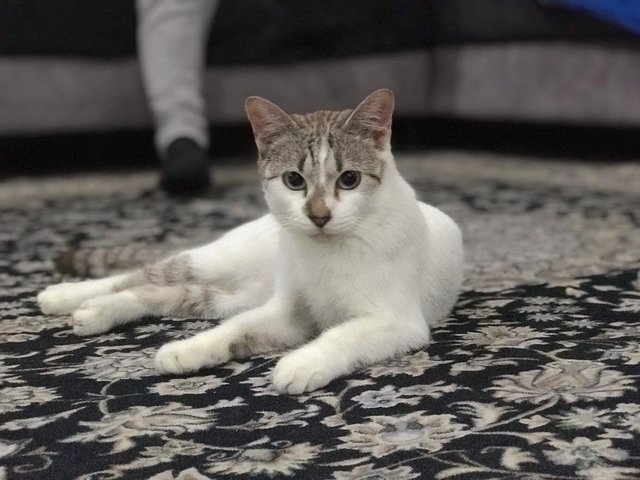 Rohid - Domestic Short Hair Cat