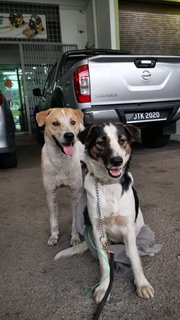 Buibui - Border Collie Mix Dog