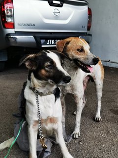 Buibui - Border Collie Mix Dog