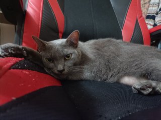 Blue &amp; Raccoon  - Domestic Medium Hair + Russian Blue Cat