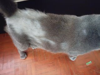 Blue &amp; Raccoon  - Domestic Medium Hair + Russian Blue Cat