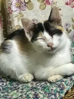 Dayang, Kuntom - Domestic Short Hair + Domestic Medium Hair Cat