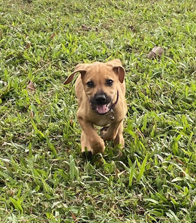 Brown Dan  - Mixed Breed Dog