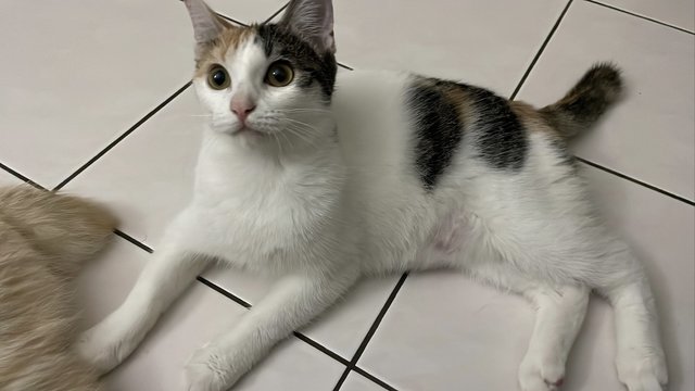 Lil Daisy (Tecik) - Domestic Medium Hair Cat