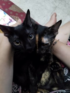 Ttdi Kittens - Domestic Short Hair Cat