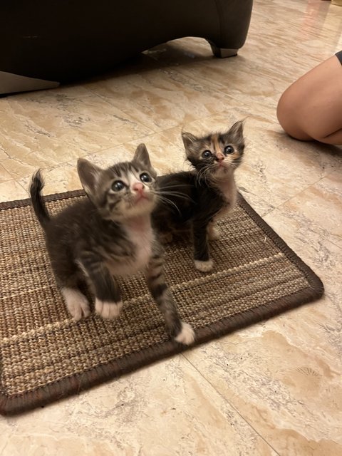  Kittens For Adoption - Domestic Short Hair Cat