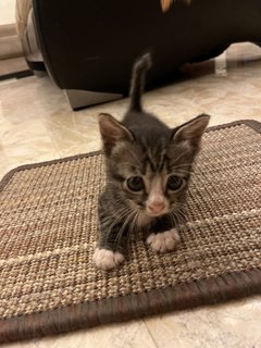  Kittens For Adoption - Domestic Short Hair Cat