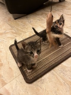  Kittens For Adoption - Domestic Short Hair Cat