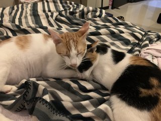 Zina &amp; Zazu - Domestic Short Hair Cat