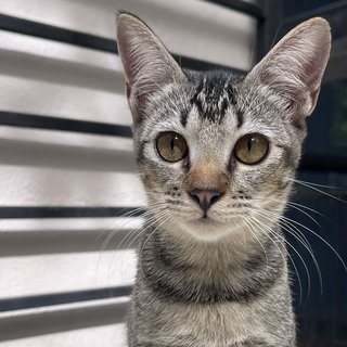 Gray - Domestic Short Hair Cat