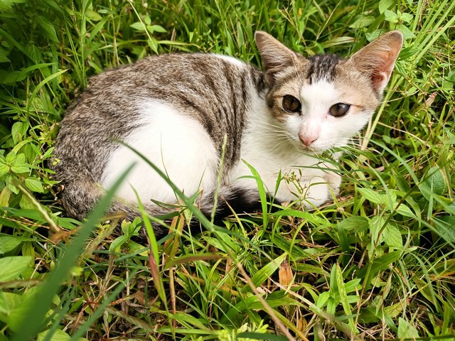 Nick - Domestic Short Hair Cat