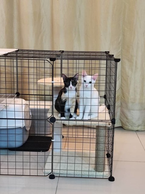 Suki And Suri - Domestic Short Hair Cat