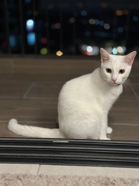 Suki And Suri - Domestic Short Hair Cat