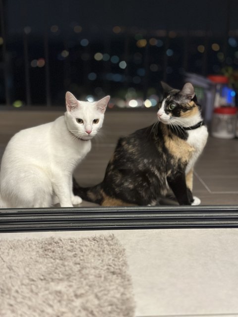 Suki And Suri - Domestic Short Hair Cat