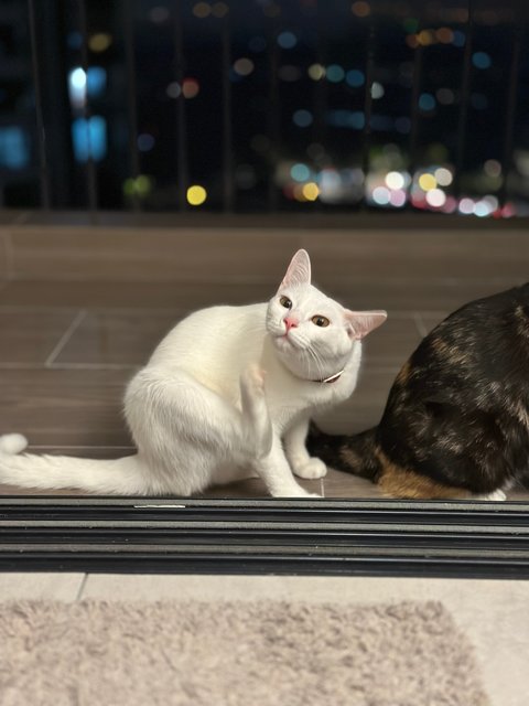 Suki And Suri - Domestic Short Hair Cat