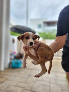 Cheddar - Mixed Breed Dog