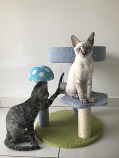 Milo and Milky