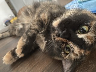 Tilly Bug - Domestic Medium Hair Cat