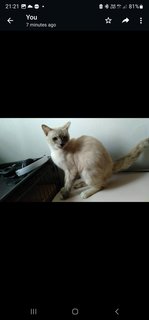 Ms Siamese Gal - Domestic Short Hair Cat