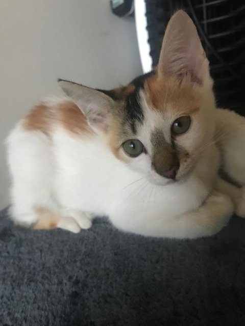 Popcorn  - Calico Cat