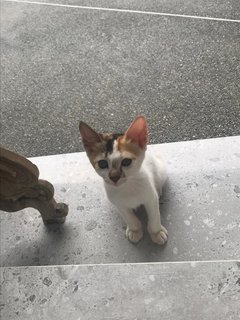 Popcorn  - Calico Cat