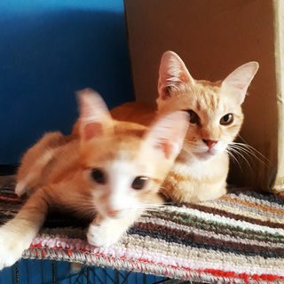 Oyen And Abg Chik - Domestic Short Hair Cat