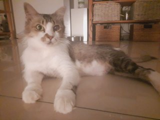 Kuasi - Domestic Long Hair Cat