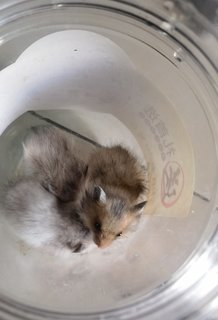 Jerry-jr Iii - Syrian / Golden Hamster Hamster