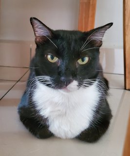 Felix - Domestic Short Hair + Tuxedo Cat