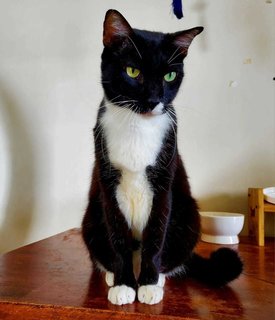 Felix - Domestic Short Hair + Tuxedo Cat