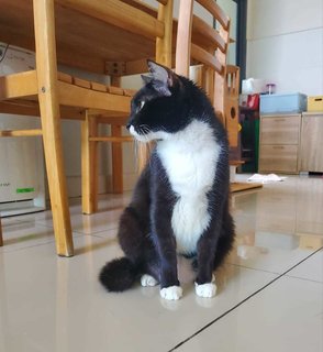 Felix - Domestic Short Hair + Tuxedo Cat